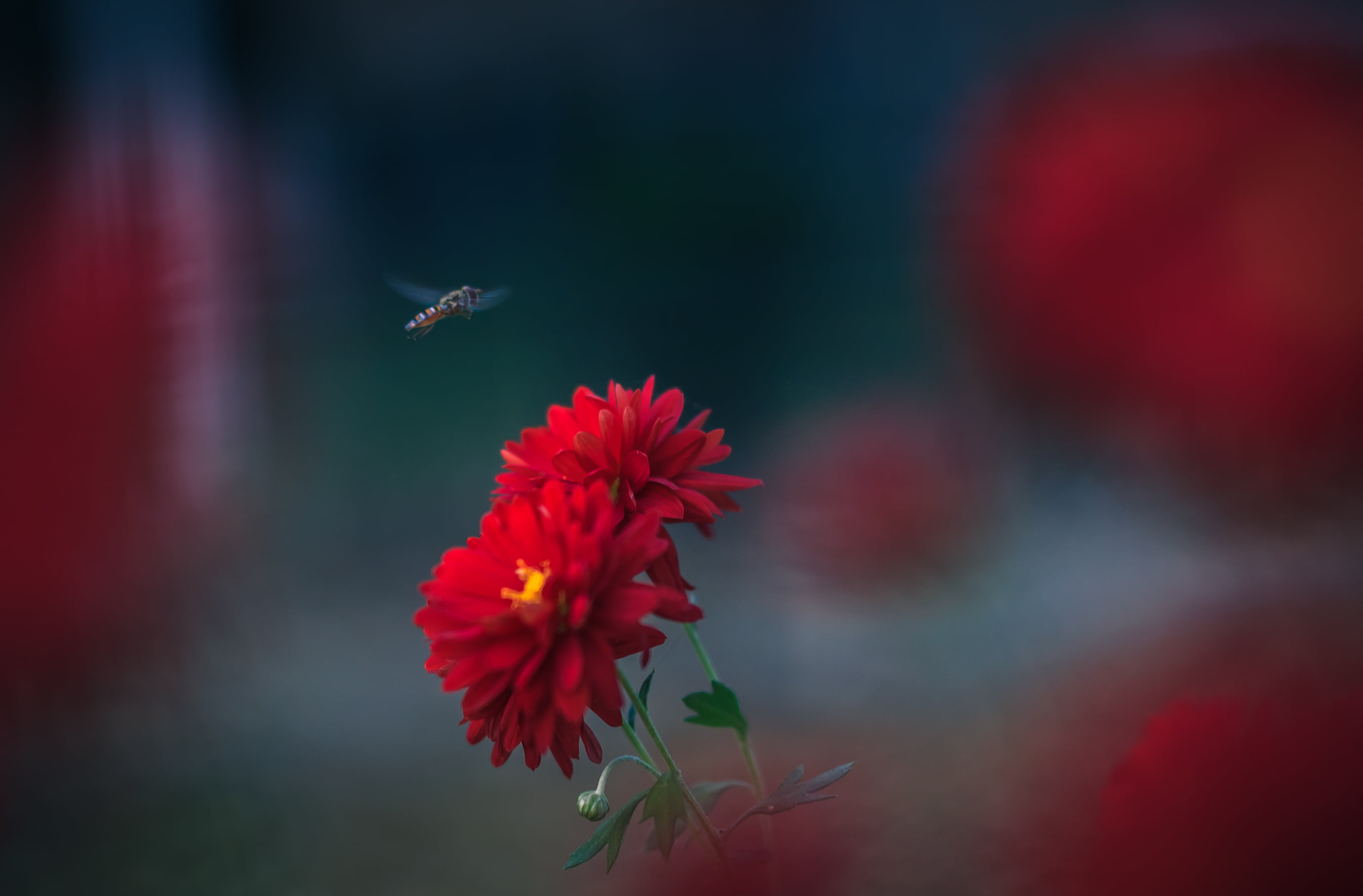 selective photography of red Dahlia flowers