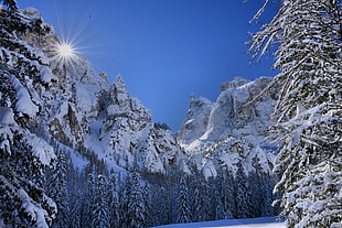 snow coated spruce trees under blue sky, dolomiti, la porta