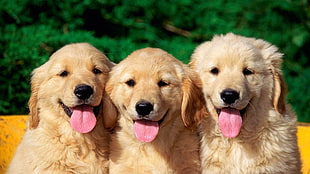 three long-coat brown puppies tongue out