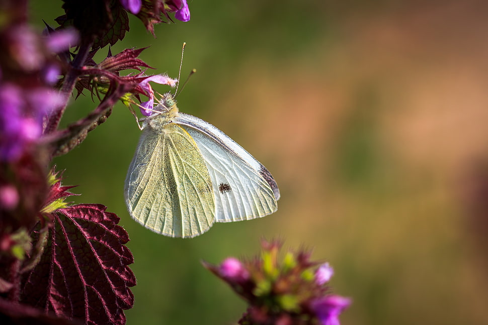 selective focus photography of white butterfly collecting nectar on purple petaled flower HD wallpaper