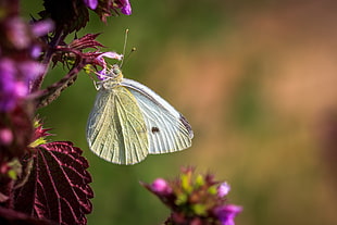 selective focus photography of white butterfly collecting nectar on purple petaled flower