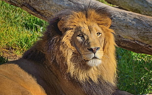 close-up photo of brown Lion
