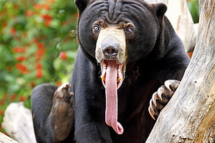 black bear with tongue out near brown wood log