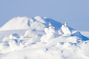 flock of white birds, snow, winter, white, birds