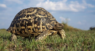 beige and black tortoise walking on green grass