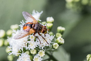 brown and black fly perched on white petaled flowers in closeup photo