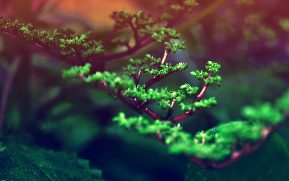 selective focus photo of green leafed tree, nature, plants, bonsai, depth of field HD wallpaper