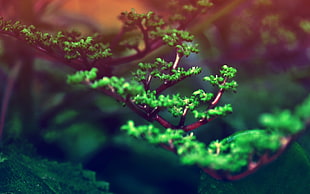 selective focus photo of green leafed tree, nature, plants, bonsai, depth of field