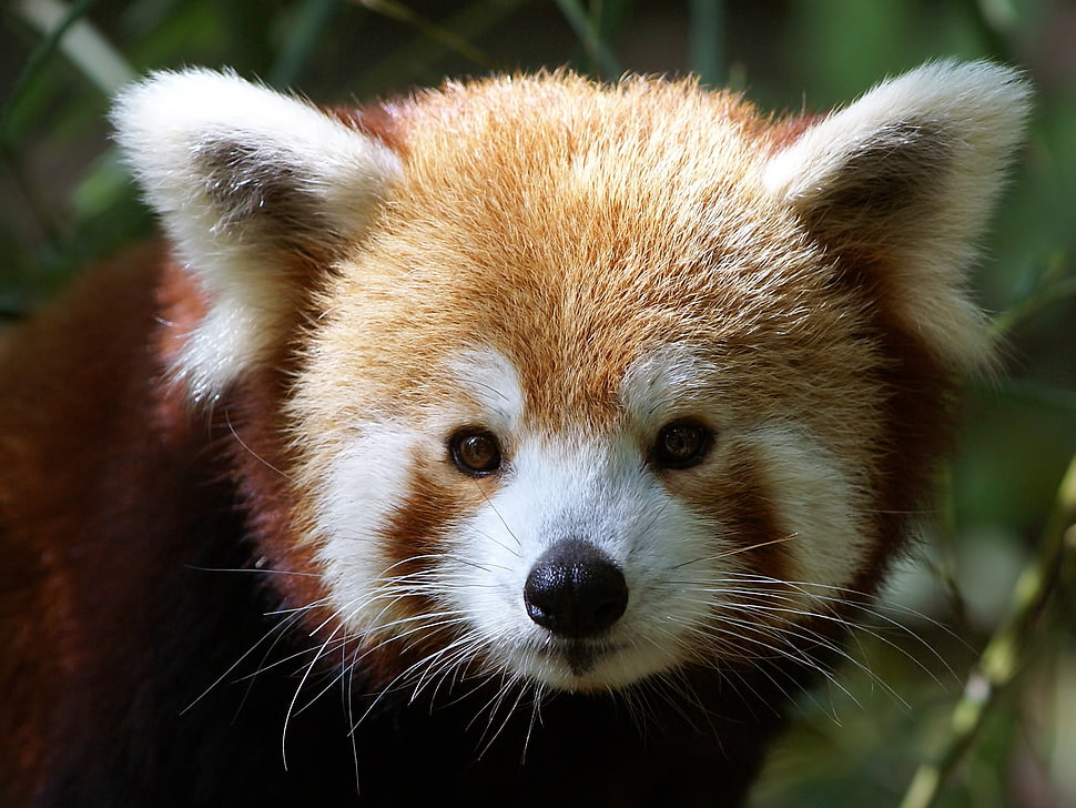 Red Panda digital wallpaper HD wallpaper