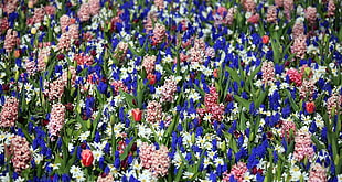 blue Tulips, pink Hyacinths and white daisies field HD wallpaper