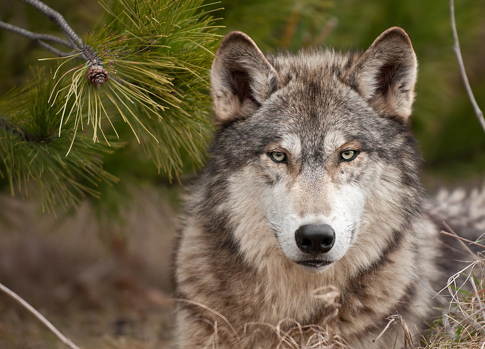 czechoslovakian vlcak HD wallpaper
