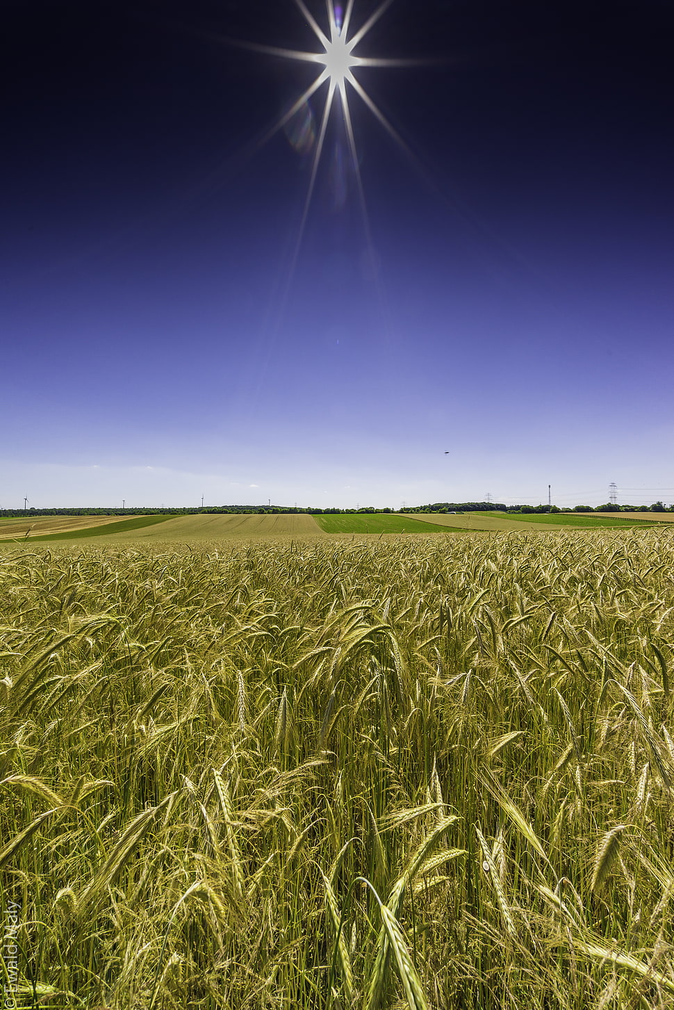 green rice fields, wheatfield HD wallpaper