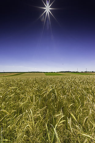green rice fields, wheatfield
