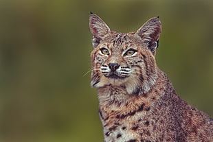 closeup photography of brown Lynx HD wallpaper