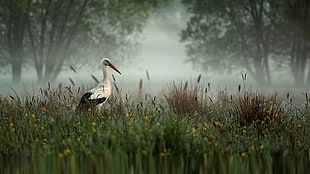 white and black pelican, stork
