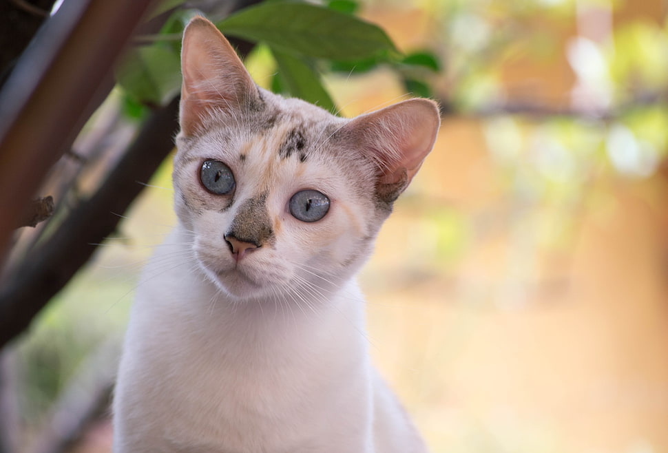 white, black and brown coated cat HD wallpaper