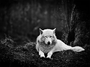 grayscale photo of a wolf HD wallpaper