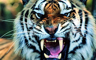 white, orange, and black tiger, tiger, animals HD wallpaper