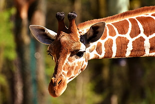 closeup photo of giraffe HD wallpaper