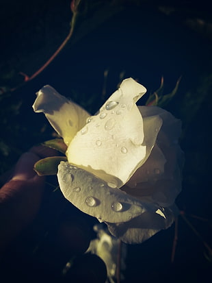 white rose, flowers, photography, plants