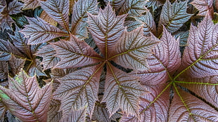 brown leaves, nature, closeup, fall, leaves HD wallpaper