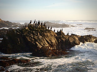 birds on top of of rock near sea, cormorants