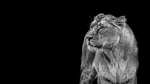 grayscale photo of lioness HD wallpaper