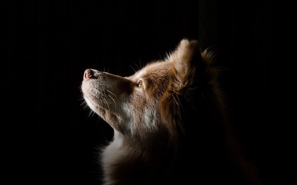 short coated brown dog HD wallpaper
