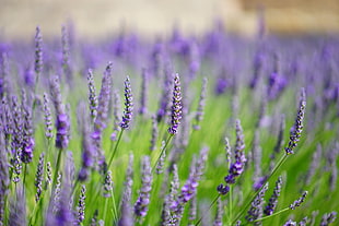 selective focus photography of purple Lavenders during daytime