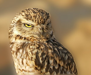 close up photography of grey and brown Owl