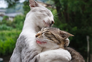 selective focus of two cat closing their eyes hugging each other