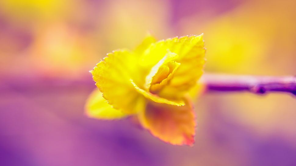 closeup photo of yellow Rose flower HD wallpaper