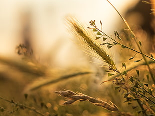 selective focus photography of wheat HD wallpaper