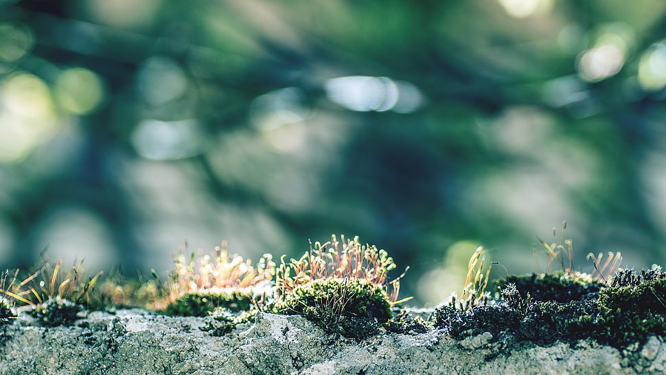green leafed plant, closeup, moss, macro HD wallpaper