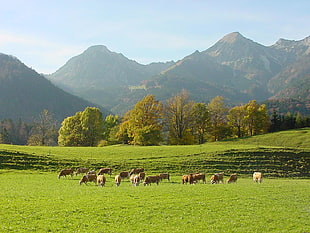 Chiemgauer, Berge, Breitenstein, Geigelstein HD wallpaper