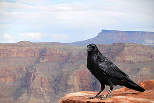 crow on brown surface