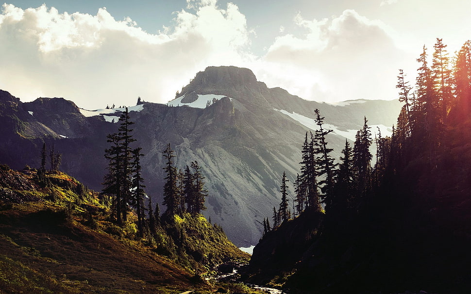 pine trees, mountains, sky, sunlight, trees HD wallpaper