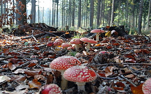 red and white floral textile, mushroom, forest HD wallpaper