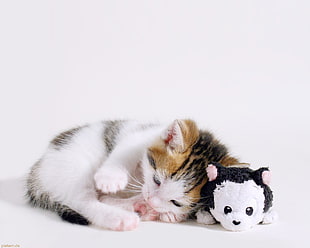 calico kitten beside a kitten plush toy