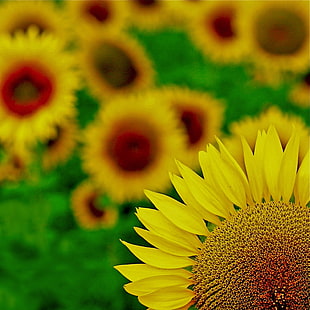 yellow Sunflower in close-up photography