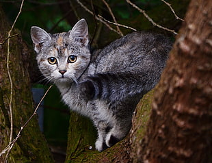 black and gray tabby cat on tree trunk
