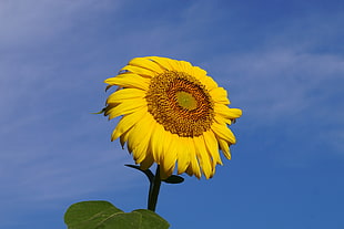 close-up photo of Sunflower at daytime HD wallpaper