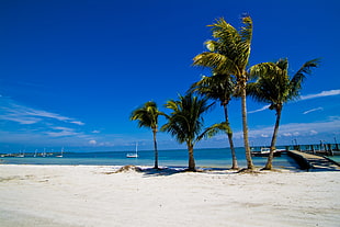 green coconut trees and white sand beach during clear sunny day