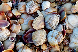 sea shells HD wallpaper