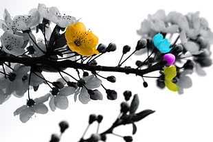selective color photography of yellow, blue, purple, and lime green Cherry Blossom flower HD wallpaper