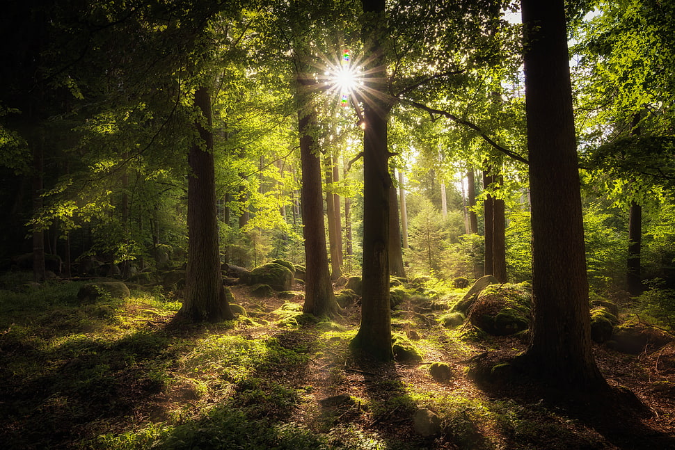 tall trees with sun rays peeking through branches at daytime HD wallpaper