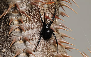 black spider focus photography HD wallpaper