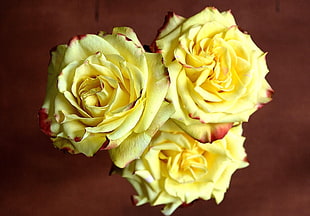 three yellow roses HD wallpaper