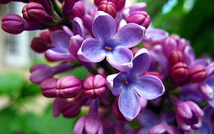 purple petaled flowers, flowers, nature, lilac, purple flowers