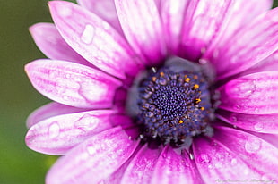 focus shot of purple Osteospermum flower HD wallpaper
